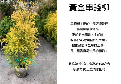 黃金串錢柳枯萎|[掛號] 黃金串錢柳移植一週枯黃掉葉